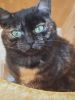 Kitti (1)